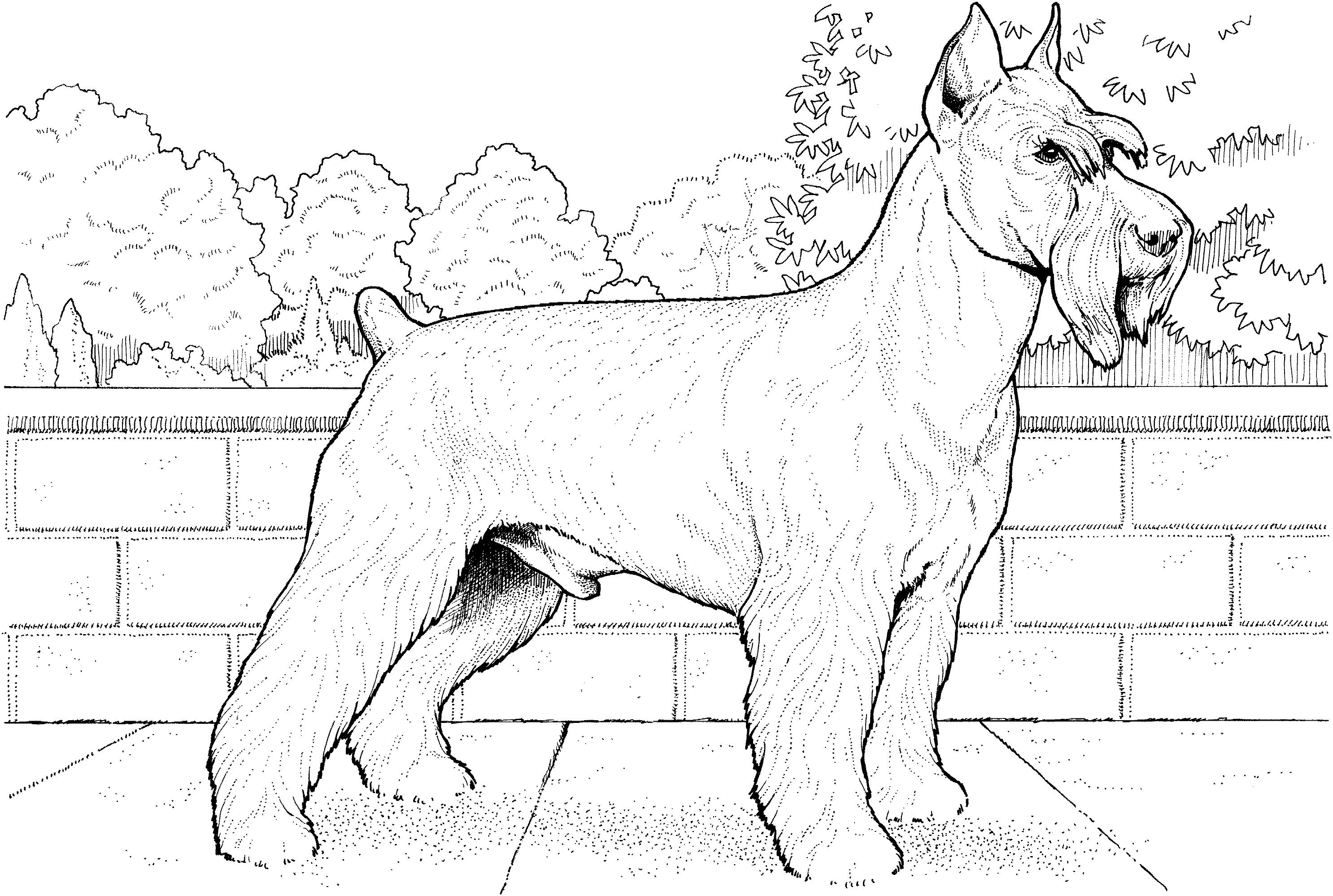 Раскраска Собака цвергшнауцер у ограды